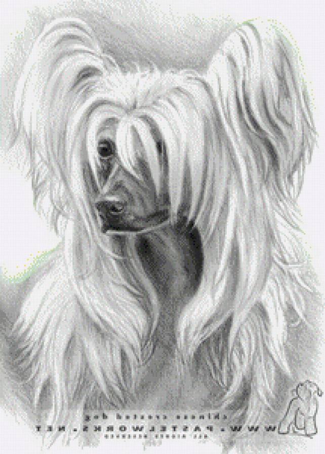 Китайская хохлатая - предпросмотр