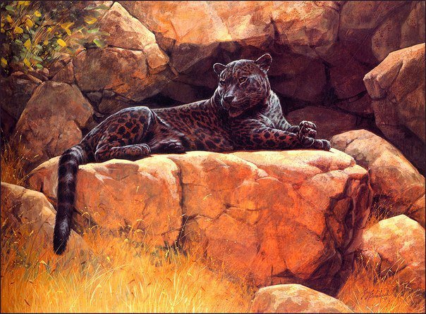 Леопард.Гай Кохелич - живопись, животные, гай кохелич, леопарды - оригинал