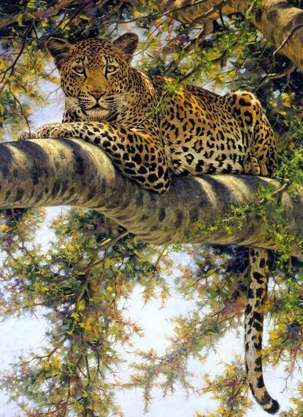 Леопард.Гай Кохелич - леопарды, животные, живопись, гай кохелич - оригинал