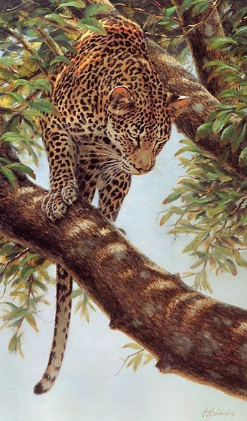 Леопард.Гай Кохелич - живопись, гай кохелич, леопарды, животные - оригинал