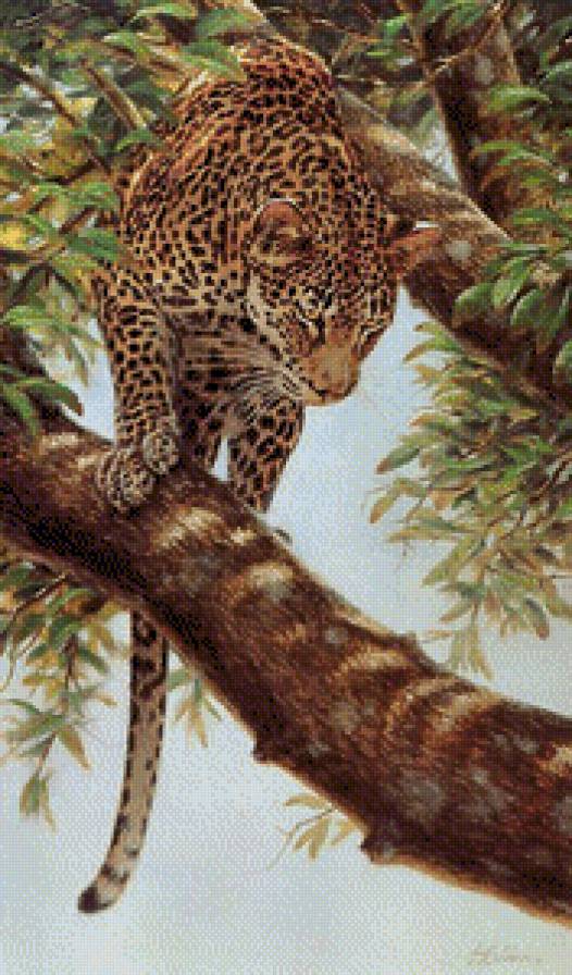 Леопард.Гай Кохелич - леопарды, живопись, животные, гай кохелич - предпросмотр