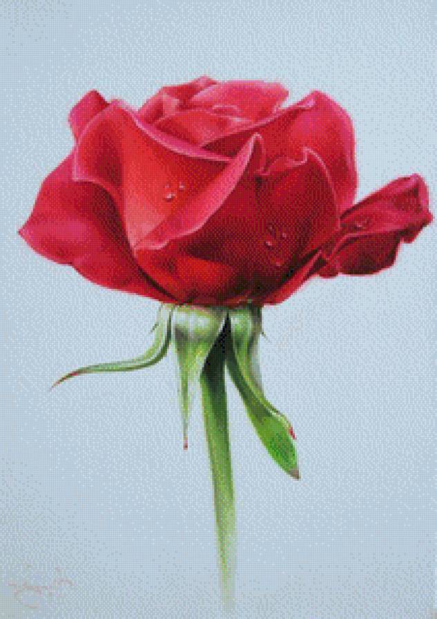 Розы.Лучков Василий - акварель, лучков василий, живопись, розы, цветы - предпросмотр