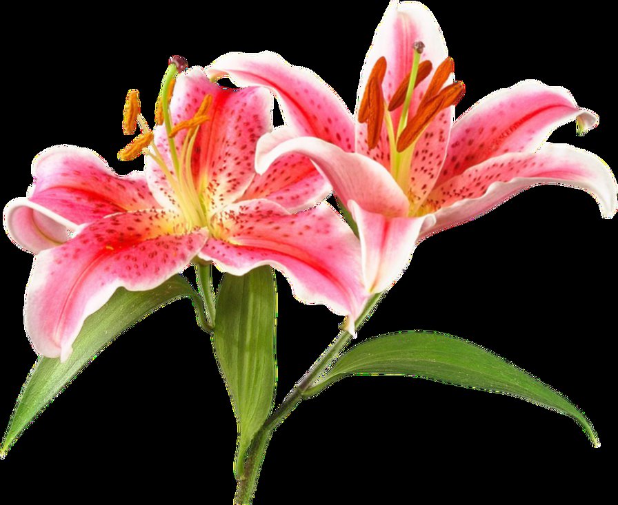 5 - лилии, цветы - оригинал