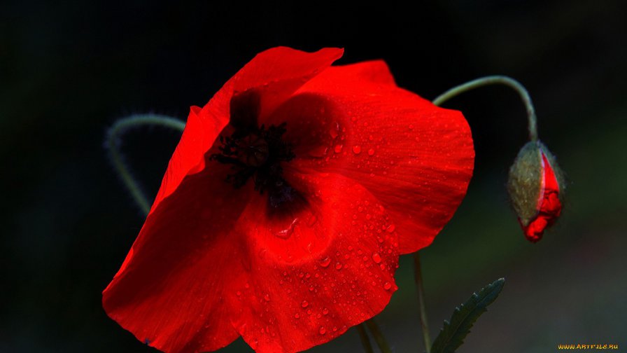 3 - маки, цветы - оригинал