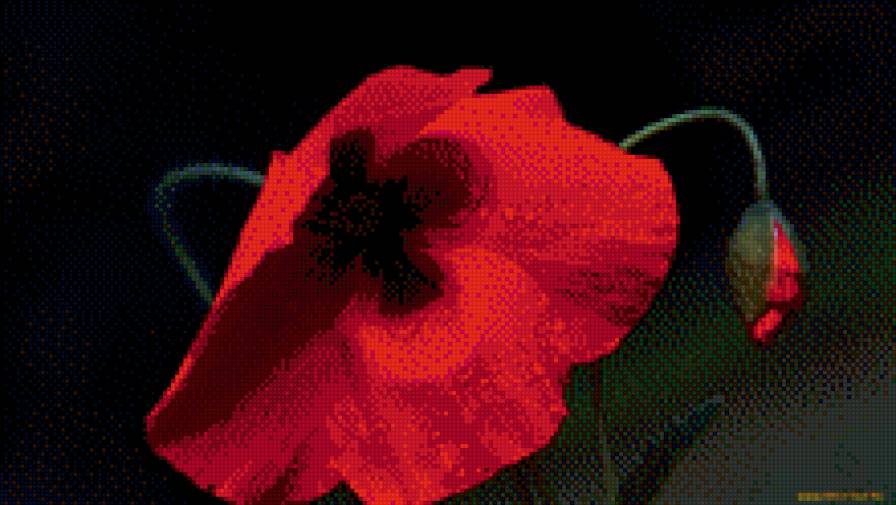 3 - цветы, маки - предпросмотр