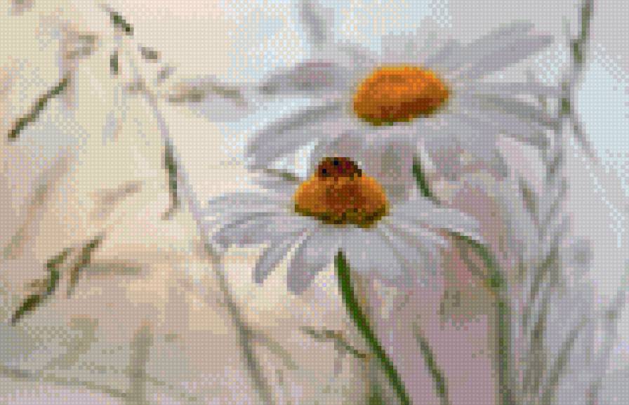 ромашки - натюрморт, цветы, божья коровка, ромашки, красота - предпросмотр
