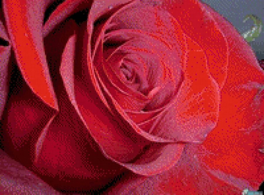 роза - предпросмотр