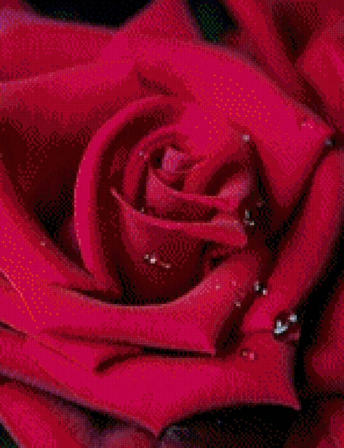 роза - роза, роса, цветы - предпросмотр