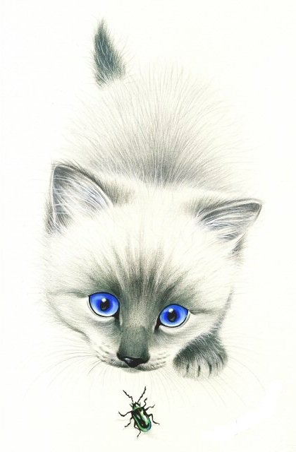 белая и пушистая... - котенок, сиам, кот, белая кошка, кошка, кошки, жук, домашние животные - оригинал