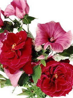 №585461 - цветы - оригинал