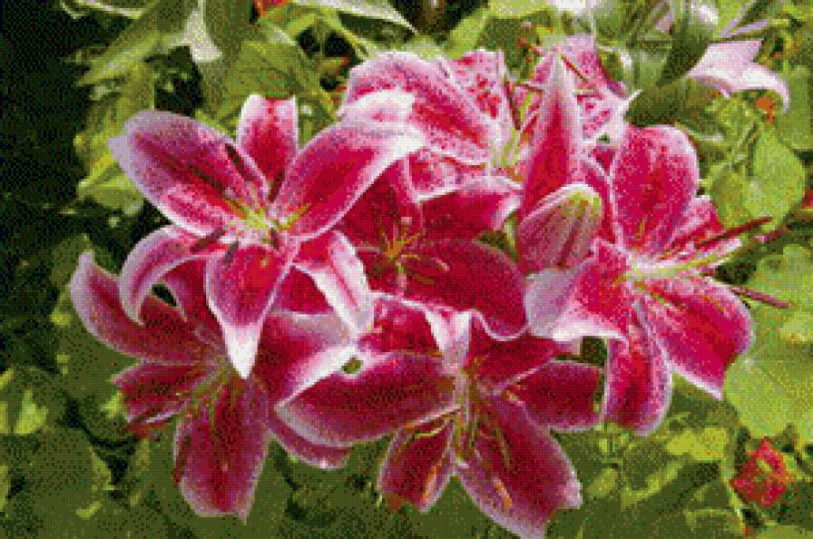 №585479 - цветы - предпросмотр