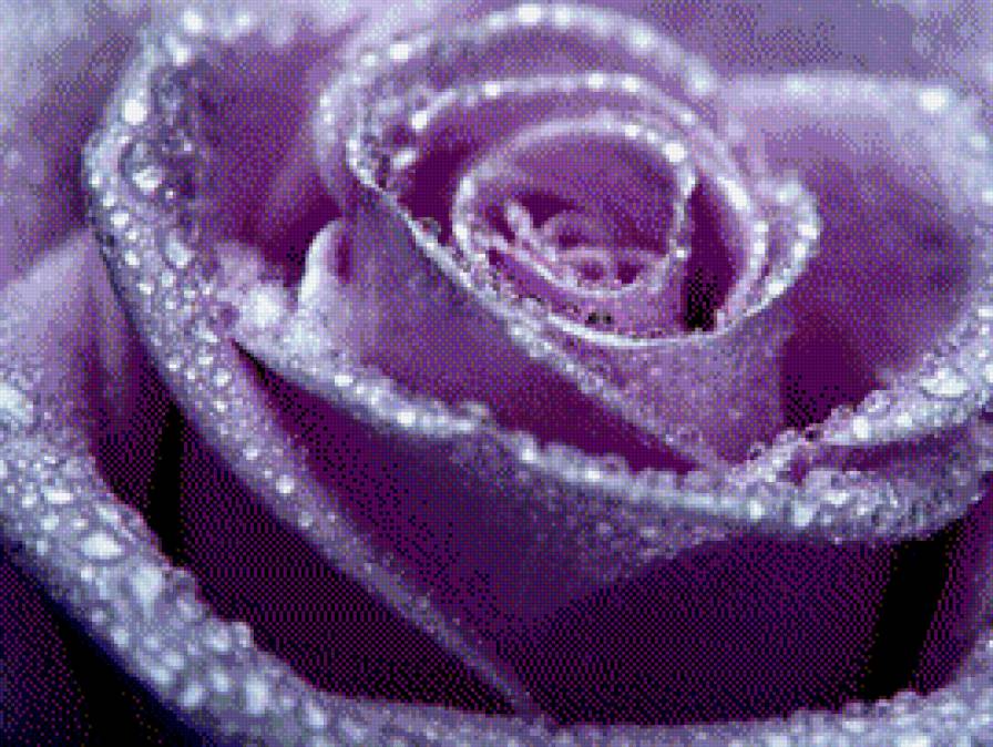 Роза - роза, цветы - предпросмотр