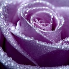 Схема вышивки «Роза»