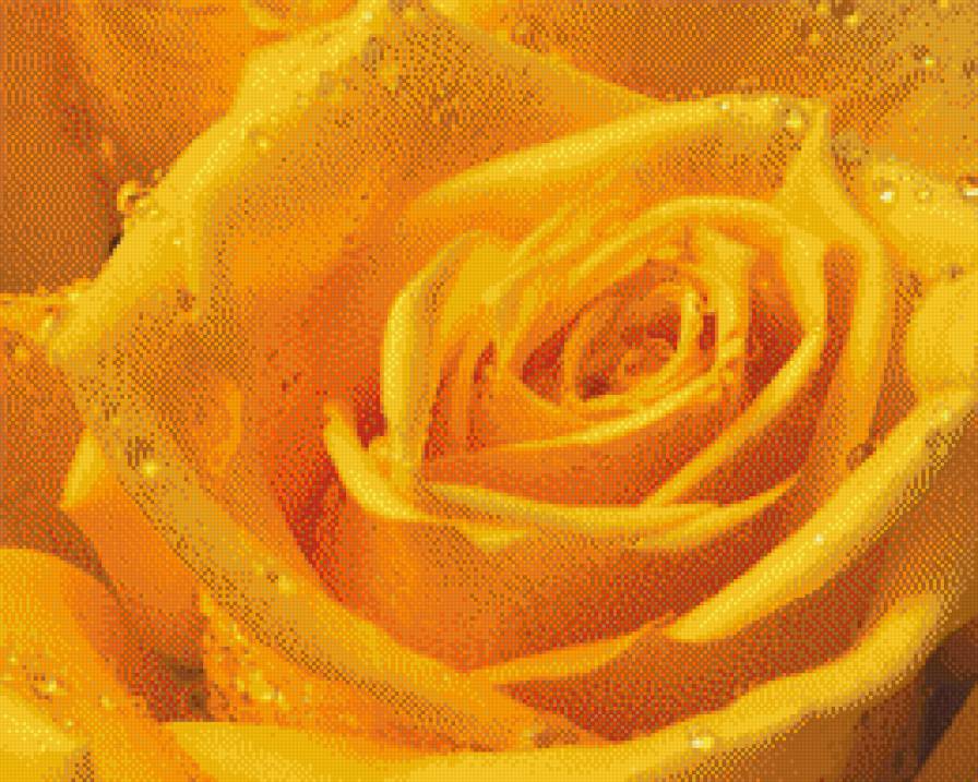 Роза - роза, цветы - предпросмотр