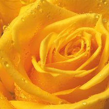 Схема вышивки «Роза»