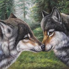влюбленные волки