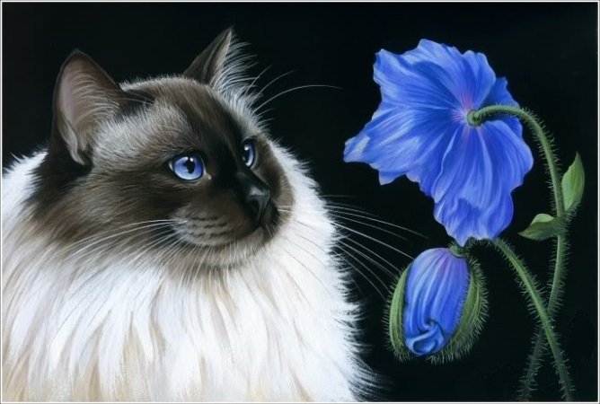 котик и цветок - цветы, кот, кошка, котик - оригинал