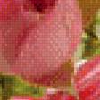 Предпросмотр схемы вышивки «розовый куст» (№585599)