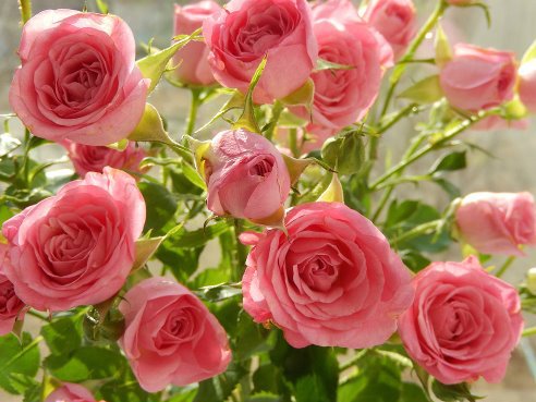 розовый куст - розы - оригинал