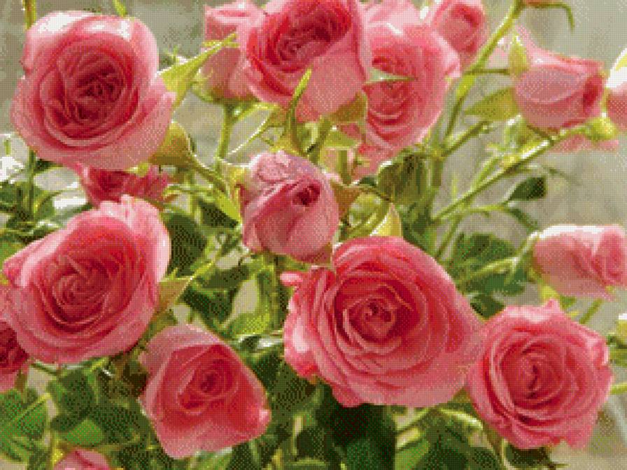 розовый куст - розы - предпросмотр