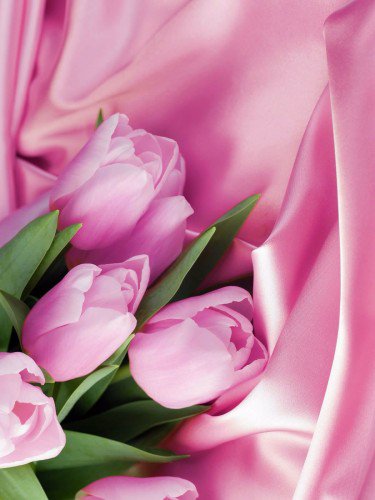 №585708 - цветы - оригинал