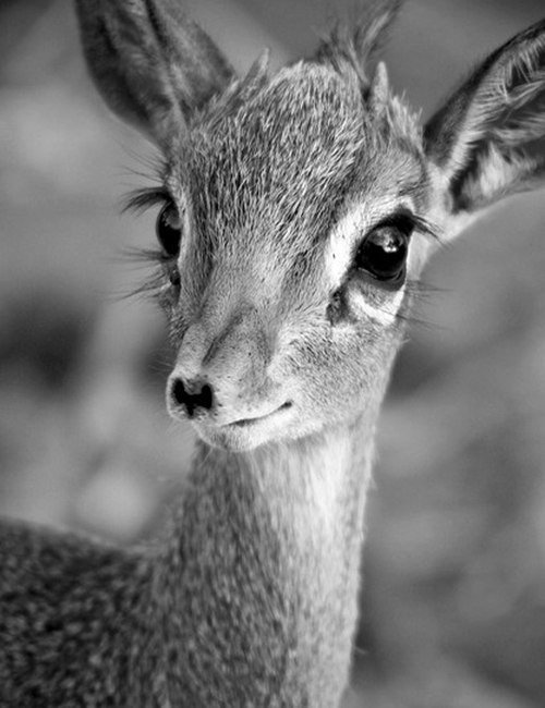 оленёнок - олененок, монохром, олень, животные - оригинал