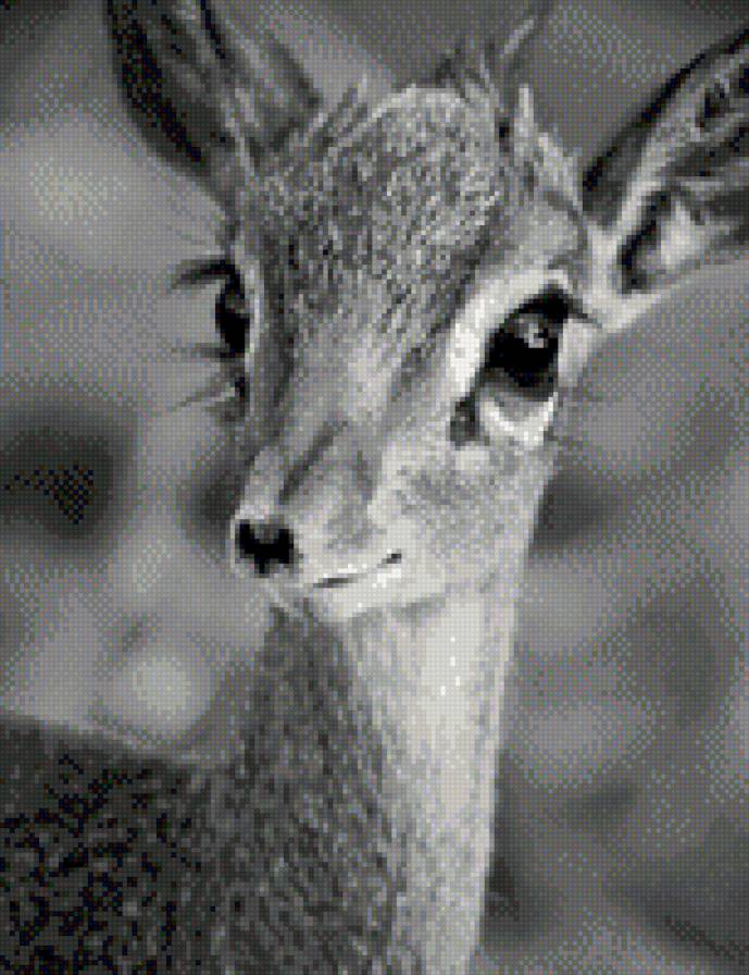 оленёнок - животные, олень, олененок, монохром - предпросмотр