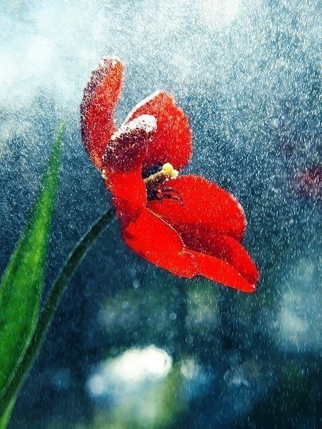 красный мак - акварель, цветы, мак - оригинал