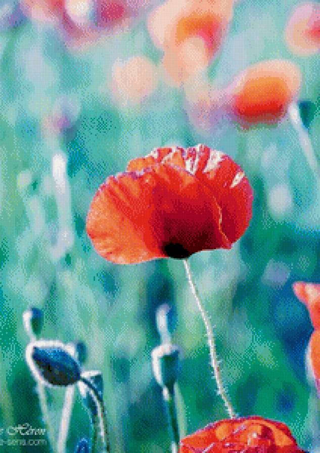 мак - мак, цветы, акварель - предпросмотр