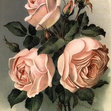 Схема вышивки «Розы»