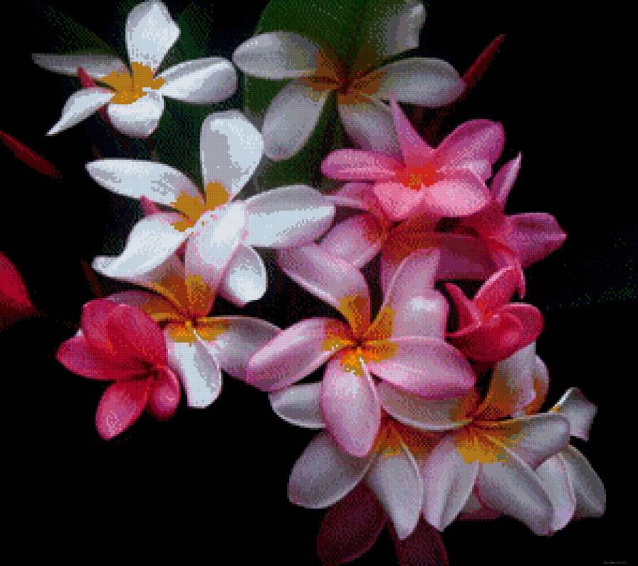 №586120 - цветы - предпросмотр