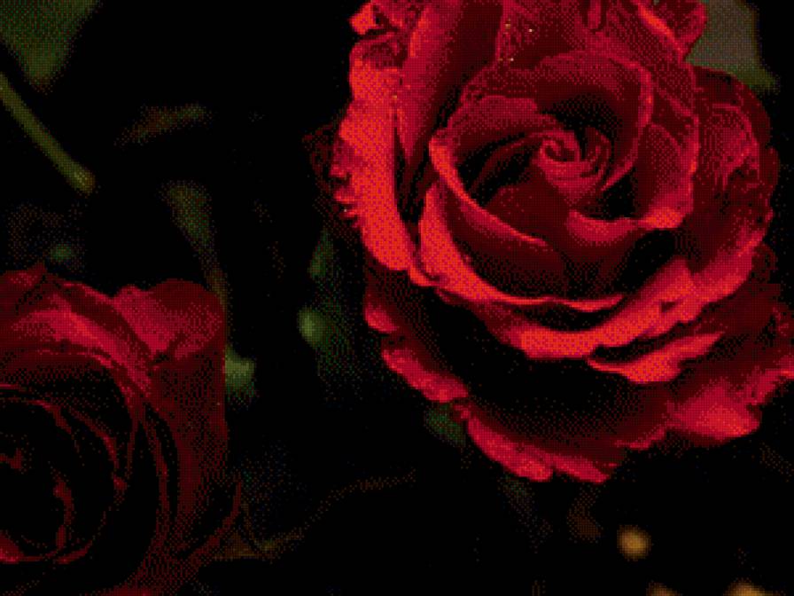 №586121 - розы - предпросмотр