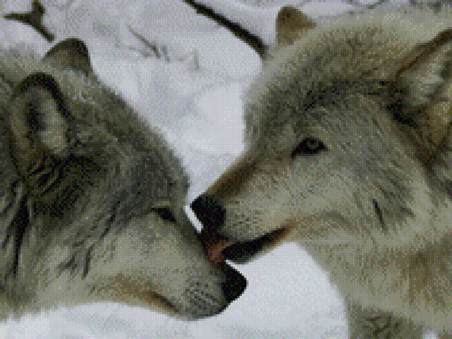 Волк с волчицей - любовь, волки, пара волков, волк, волчья верность - предпросмотр