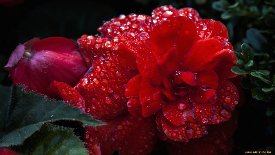 14 - цветы - оригинал