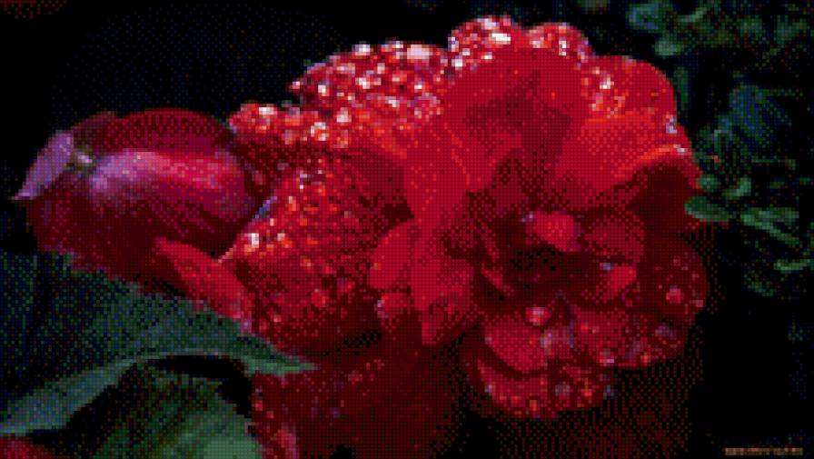 14 - цветы - предпросмотр