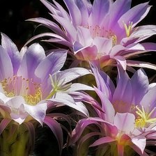 Схема вышивки «17»