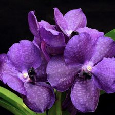 Схема вышивки «20»