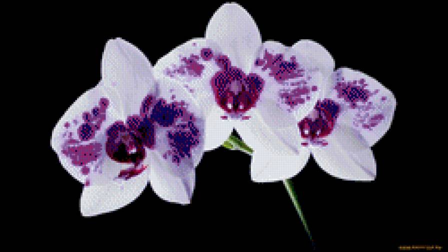 22 - цветы, орхидеи - предпросмотр