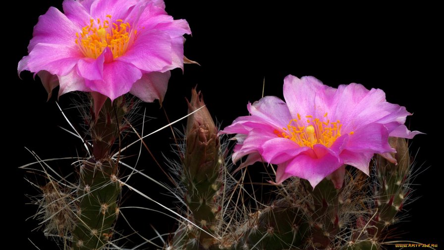 23 - цветы - оригинал