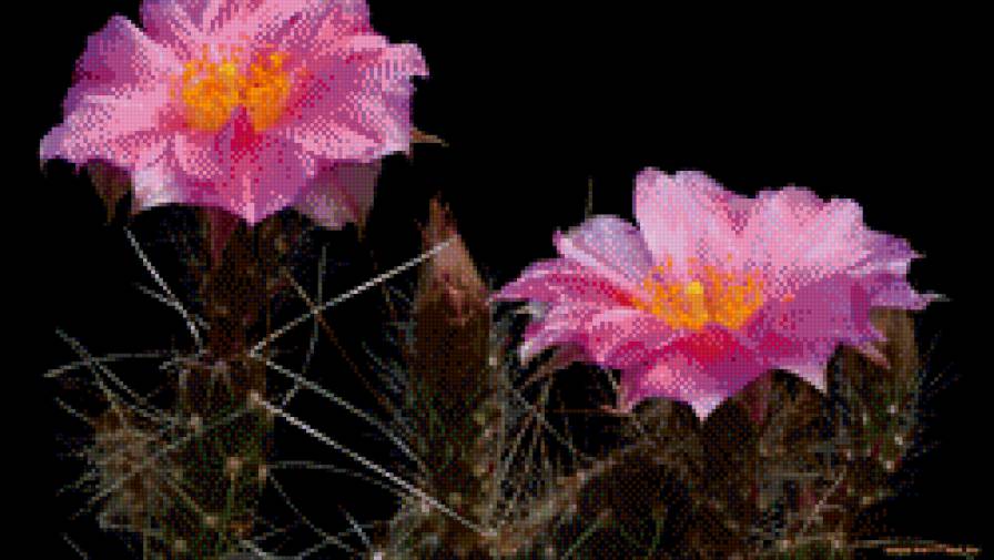 23 - цветы - предпросмотр