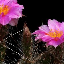 Схема вышивки «23»