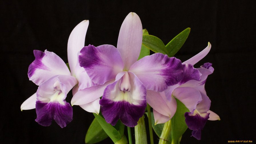 24 - цветы - оригинал