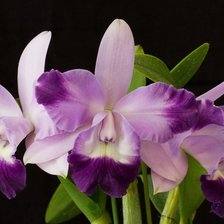 Схема вышивки «24»