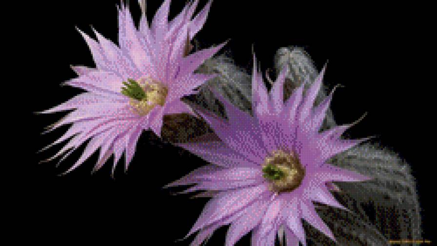 26 - цветы - предпросмотр