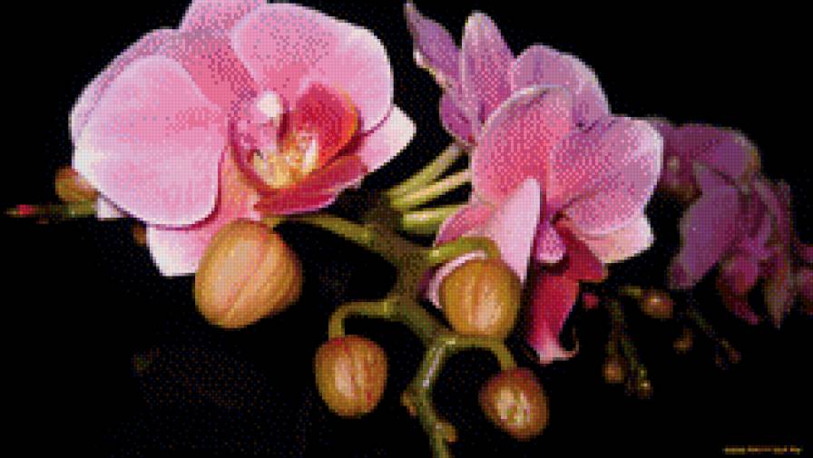 29 - орхидеи, цветы - предпросмотр