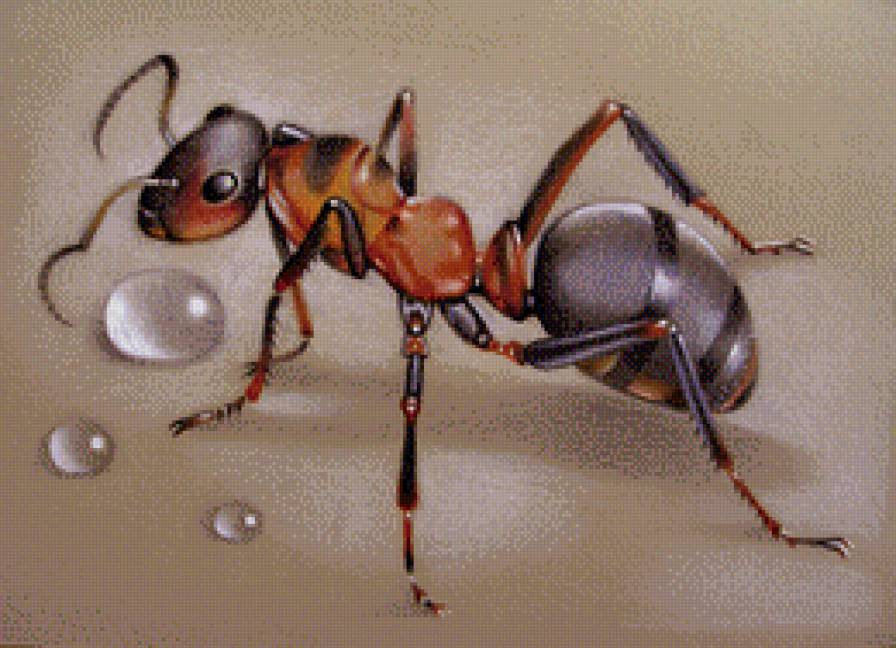 муравей - насекомое - предпросмотр