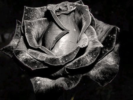 №586554 - розы - оригинал