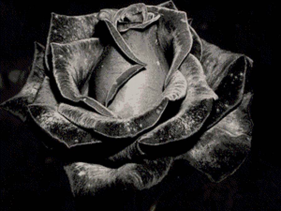 №586554 - розы - предпросмотр