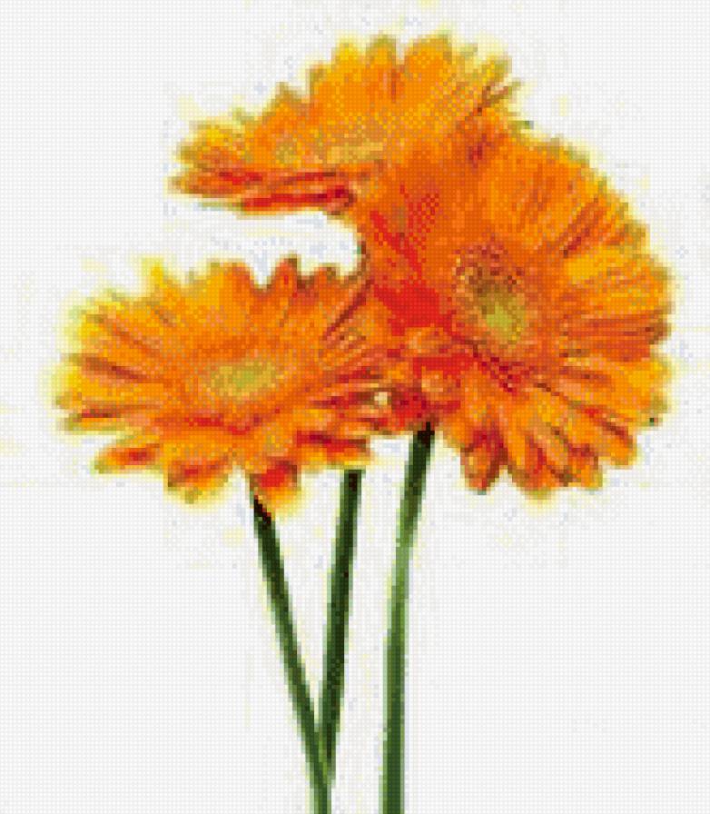 Оранжевые герберы - герберы, оранжевое, цветы - предпросмотр