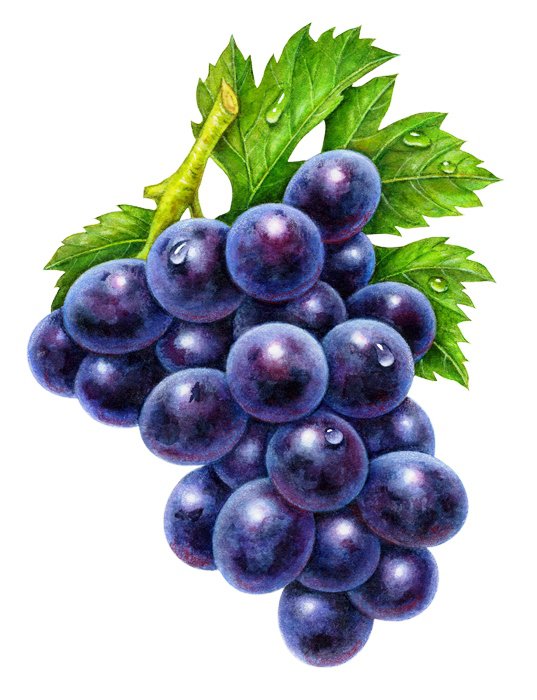 №586844 - виноград - оригинал